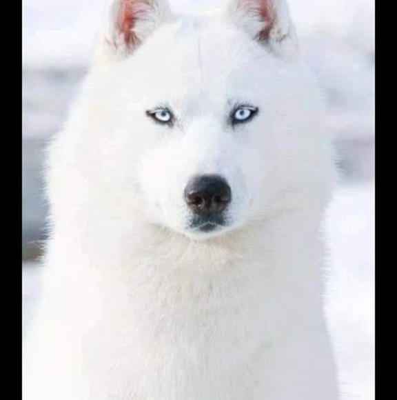 wolfheart19